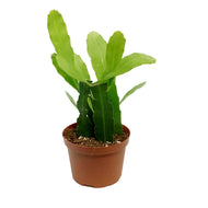 Cactus, 6in, Queen Of The Night