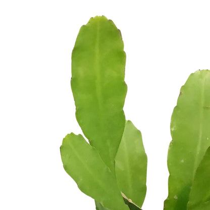 Cactus, 6in, Queen Of The Night