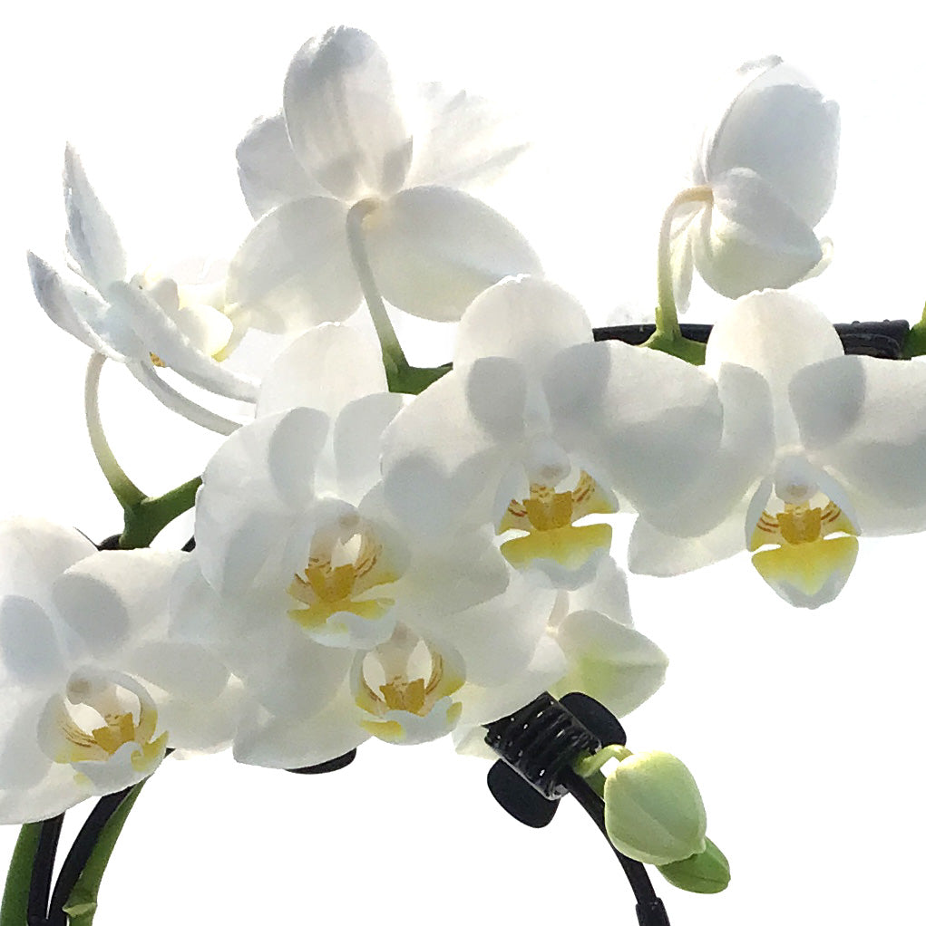 Orchid, 2in Wave