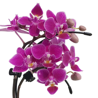 Orchid, 2in Wave
