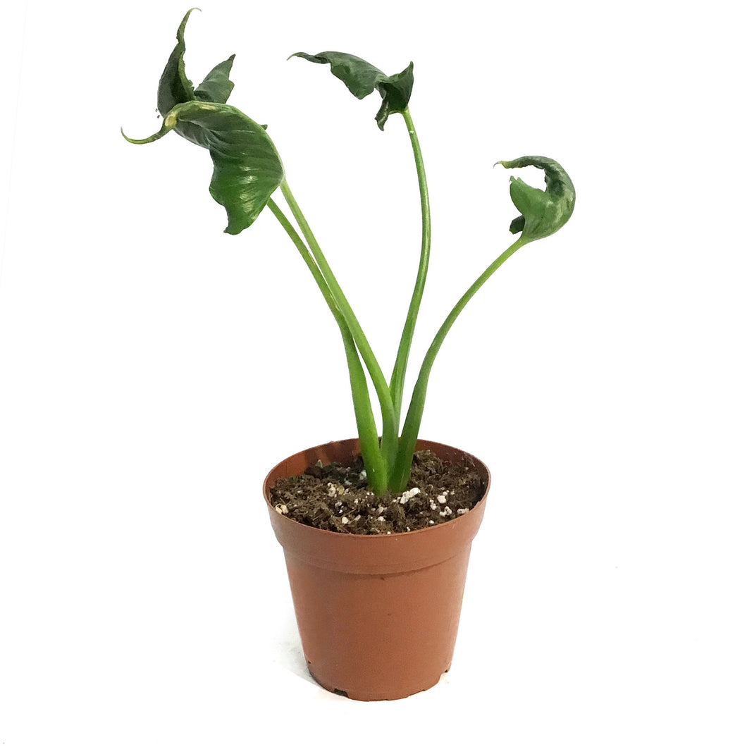 Alocasia, 4in, Triangularis