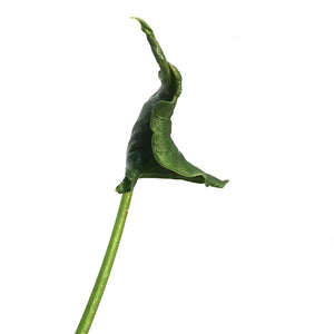 Alocasia, 4in, Triangularis