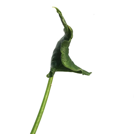Alocasia, 4in, Triangularis