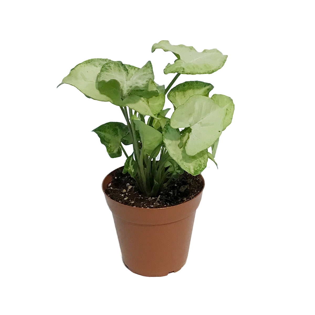 Syngonium, 4in, Snow White
