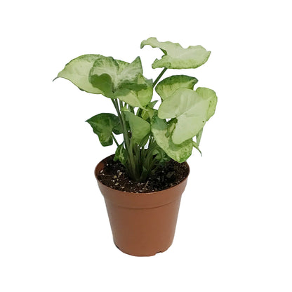 Syngonium, 4in, Snow White