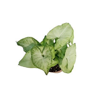 Syngonium, 4in, Snow White