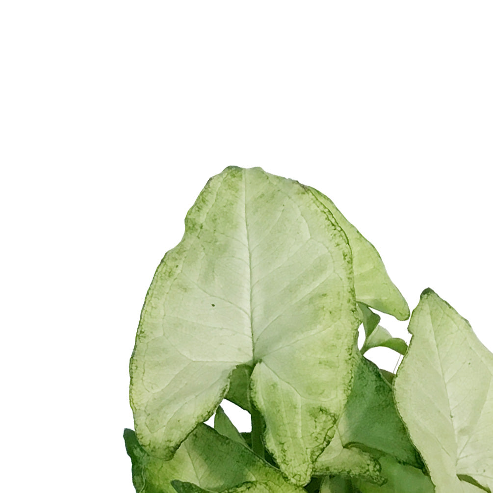 Syngonium, 4in, Snow White