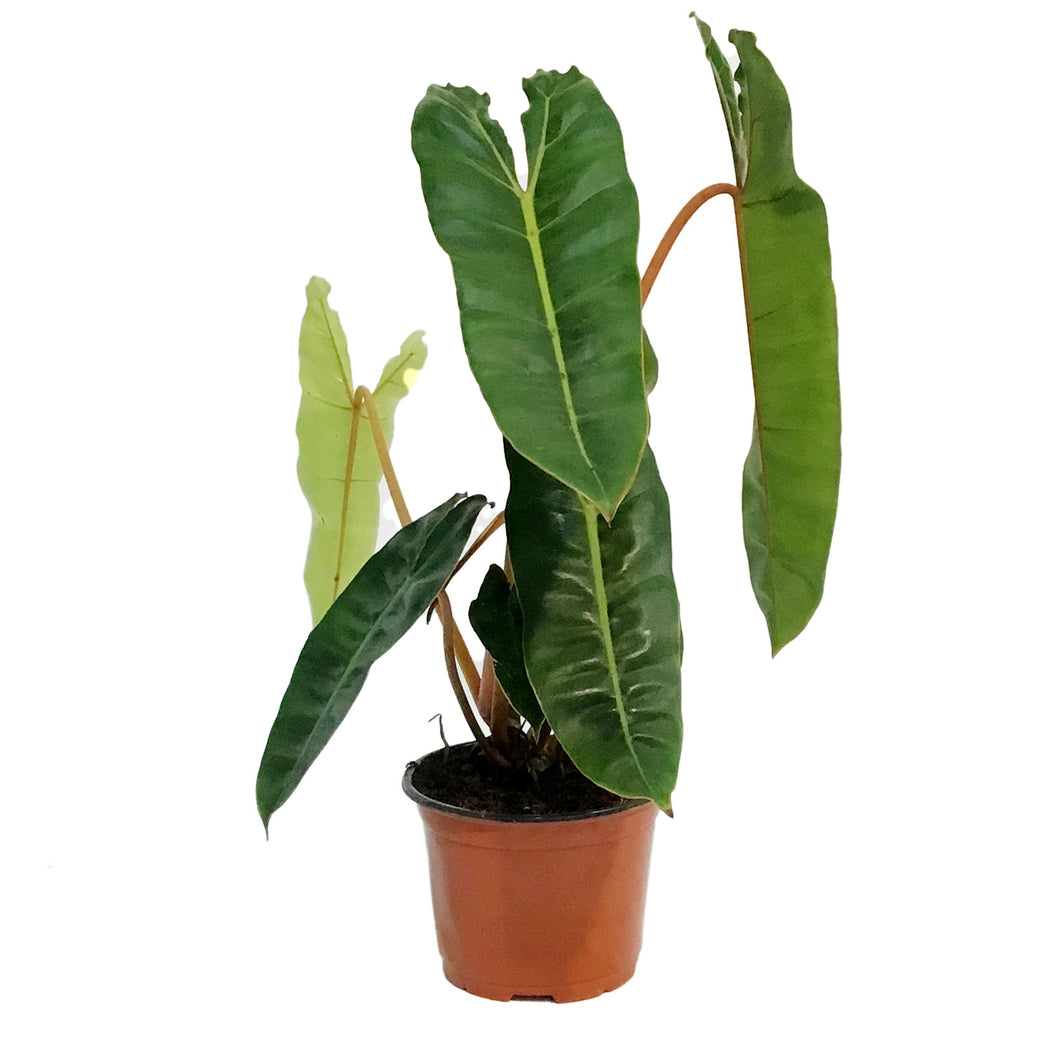Philodendron, 6in, Billietiae