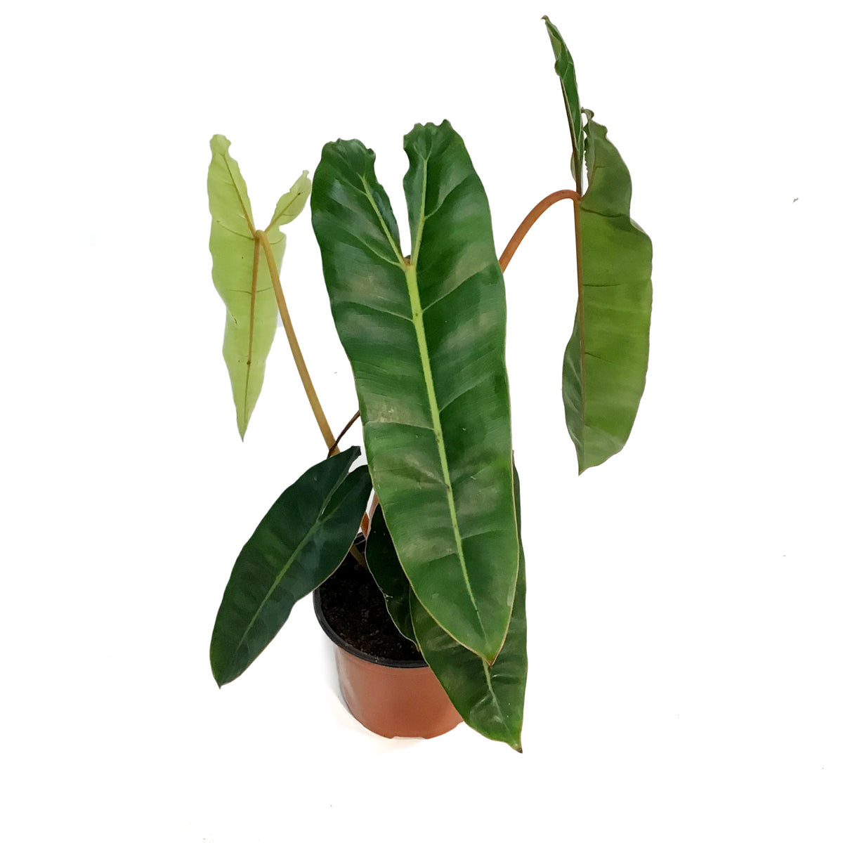 Philodendron, 6in, Billietiae