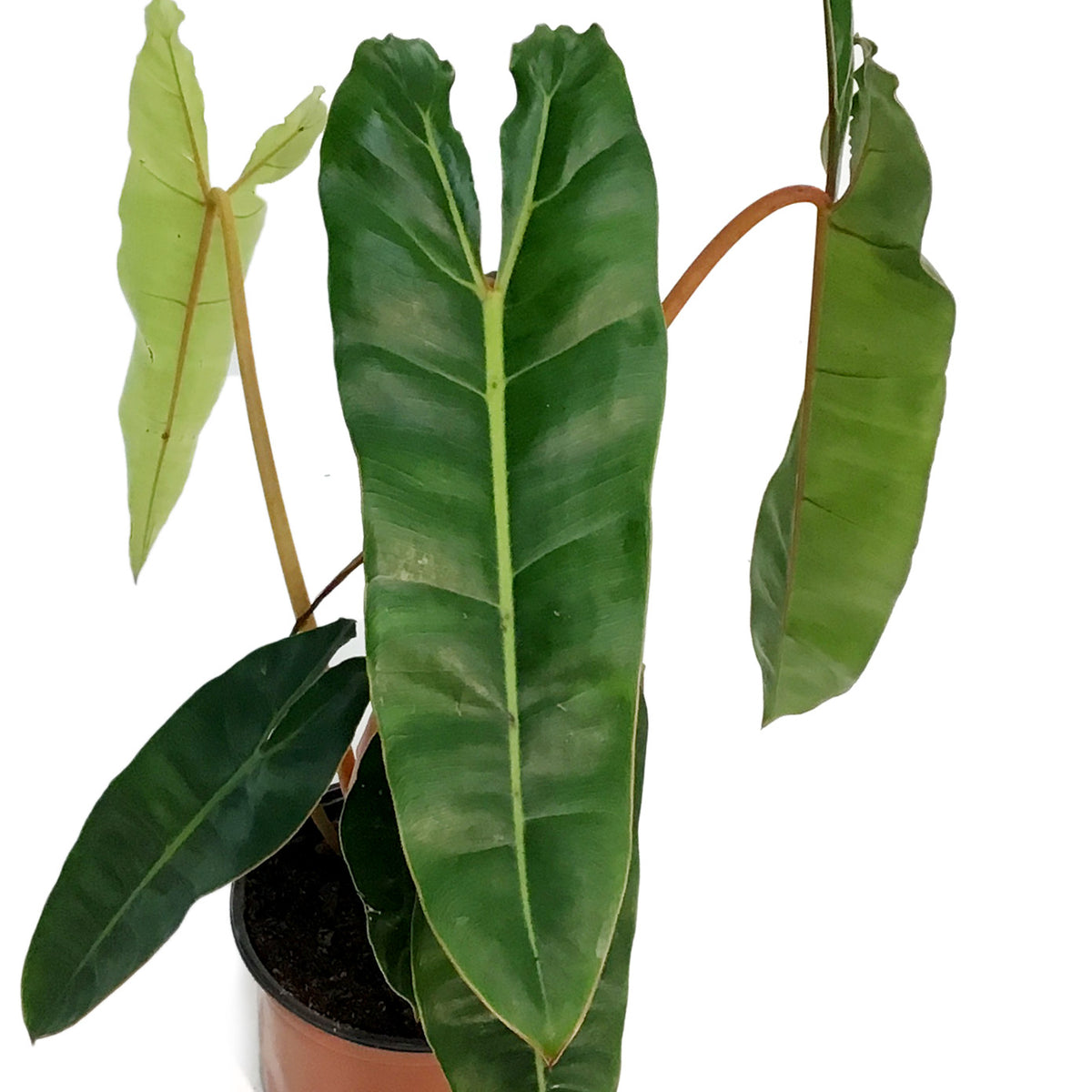 Philodendron, 6in, Billietiae