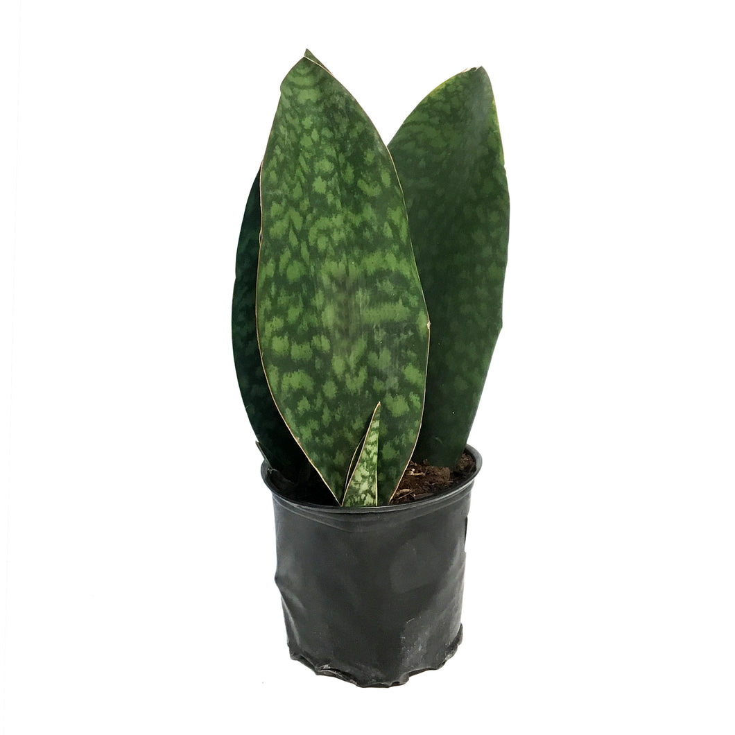 Sansevieria, 6in Shark Fin