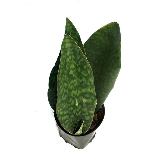 Sansevieria, 6in Shark Fin