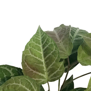 Bignonia, 4in, Argyro Violacea