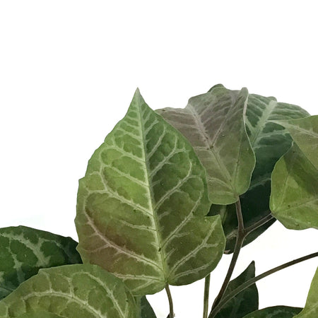 Bignonia, 4in, Argyro Violacea