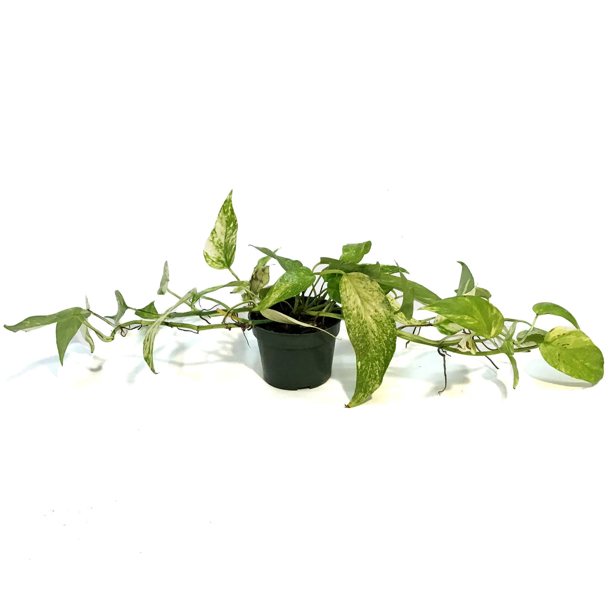 Epipremnum Pinnatum, Neon