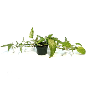 Epipremnum Pinnatum, Neon
