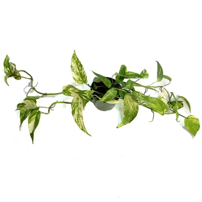 Epipremnum Pinnatum, Neon