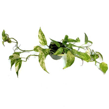 Load image into Gallery viewer, Epipremnum Pinnatum, Neon
