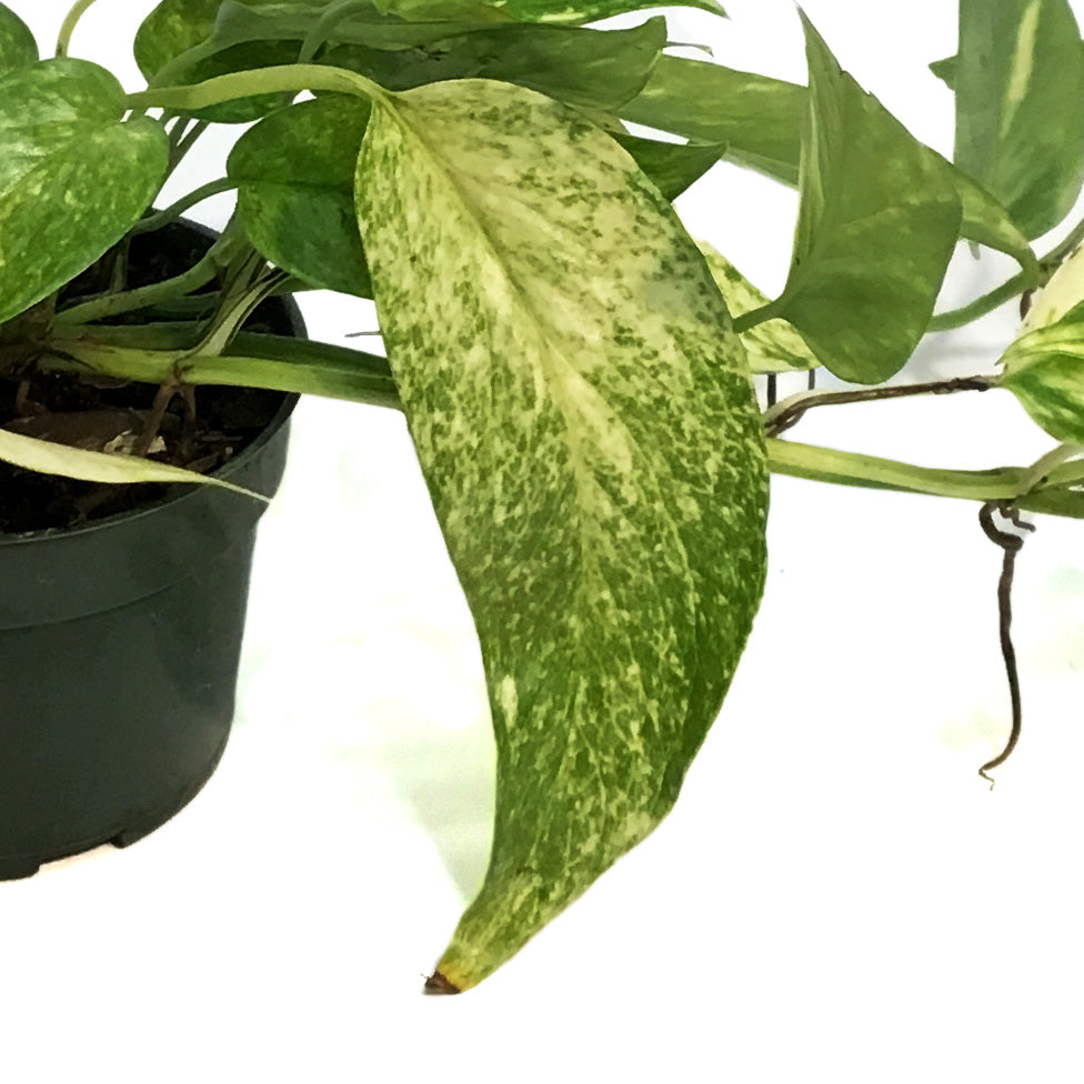 Epipremnum Pinnatum, Neon