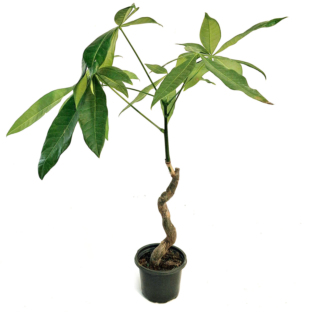 Pachira, 4in, Money Tree Suessy