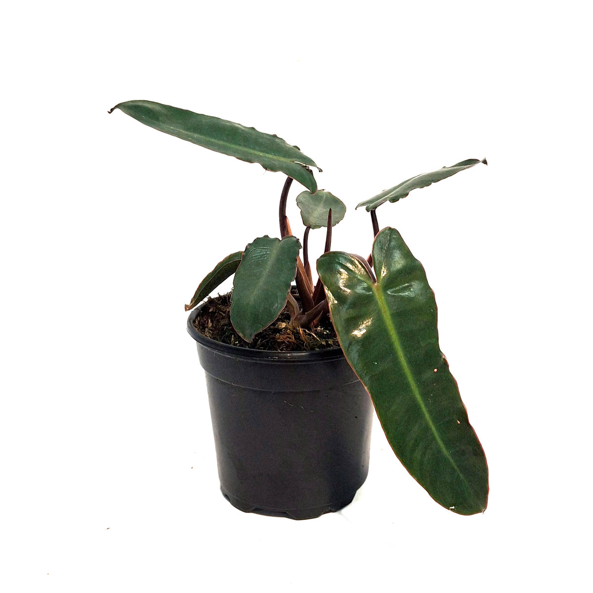 Philodendron, 4in, Billietiae Black Form
