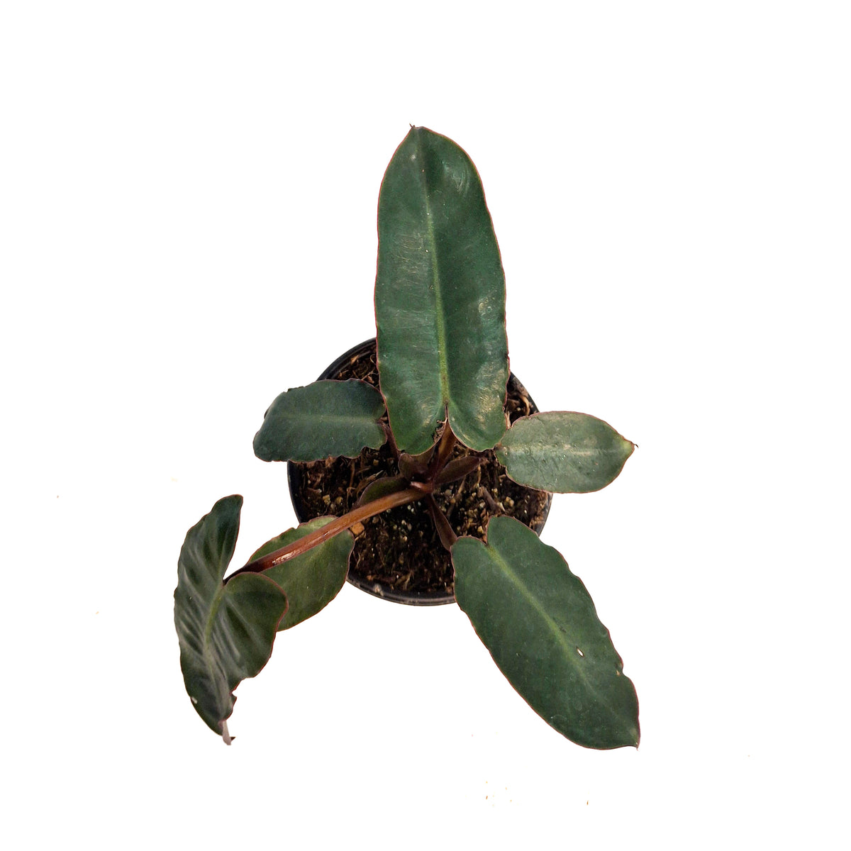 Philodendron, 4in, Billietiae Black Form