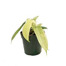 Load image into Gallery viewer, Philodendron, 4in, Yellow Ghost
