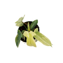 Load image into Gallery viewer, Philodendron, 4in, Yellow Ghost
