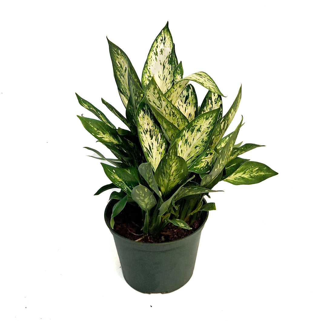 Dieffenbachia, 6in, Vesuvius