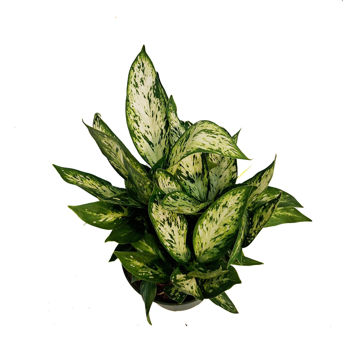 Dieffenbachia, 6in, Vesuvius