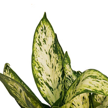 Load image into Gallery viewer, Dieffenbachia, 6in, Vesuvius
