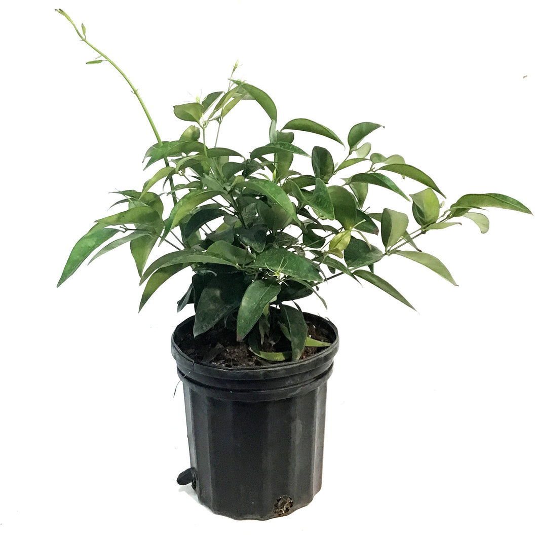 Jasmine, 6in, Star