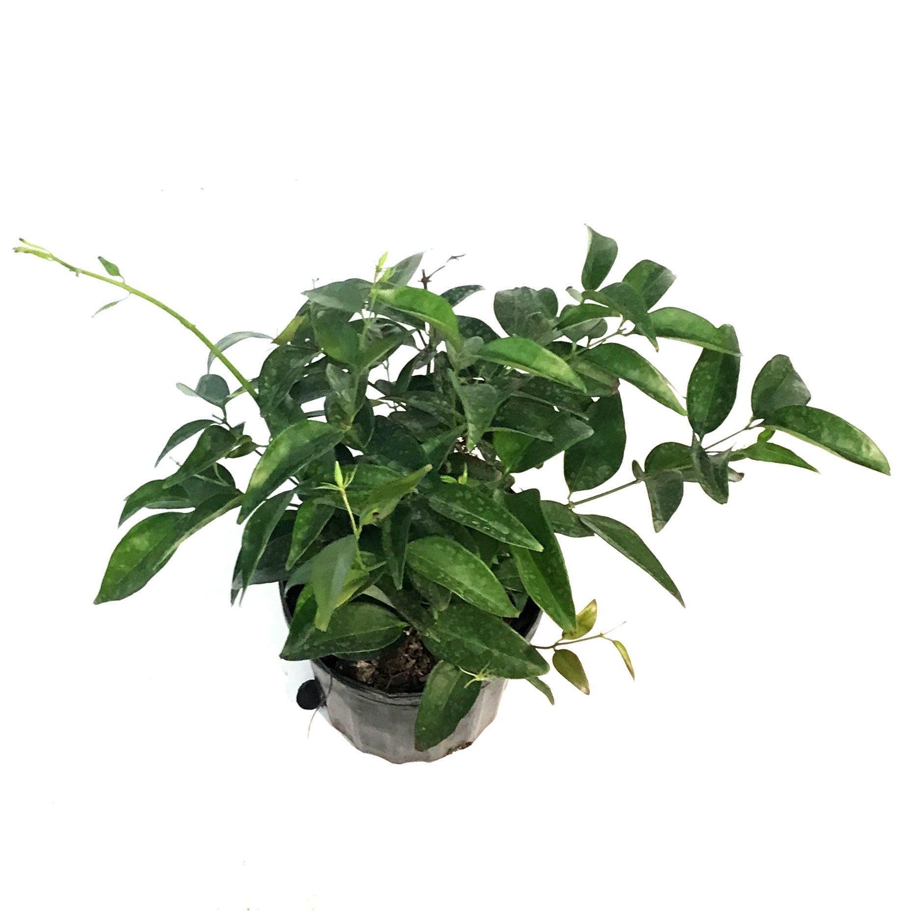 Jasmine, 6in, Star – Floral Acres Greenhouse & Garden Centre