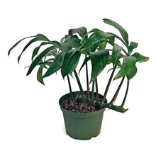 Load image into Gallery viewer, Dragon&#39;s Tail, 6in, Rhaphidophora Decursiva Var
