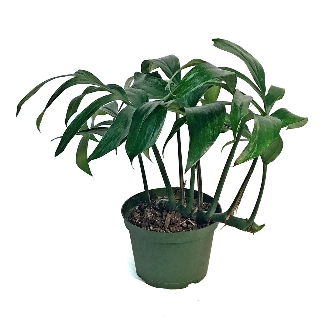 Dragon's Tail, 6in, Rhaphidophora Decursiva Var