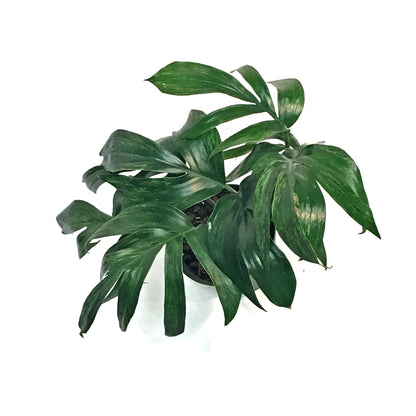 Dragon's Tail, 6in, Rhaphidophora Decursiva Var