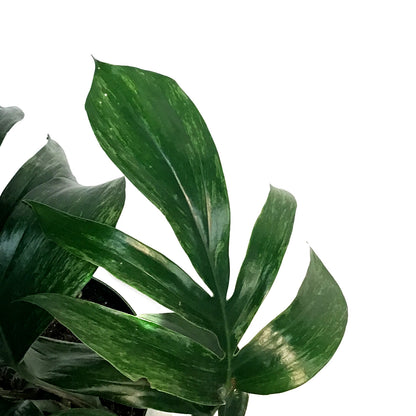 Dragon's Tail, 6in, Rhaphidophora Decursiva Var