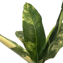 Load image into Gallery viewer, Dieffenbachia, 8in, Big Ben
