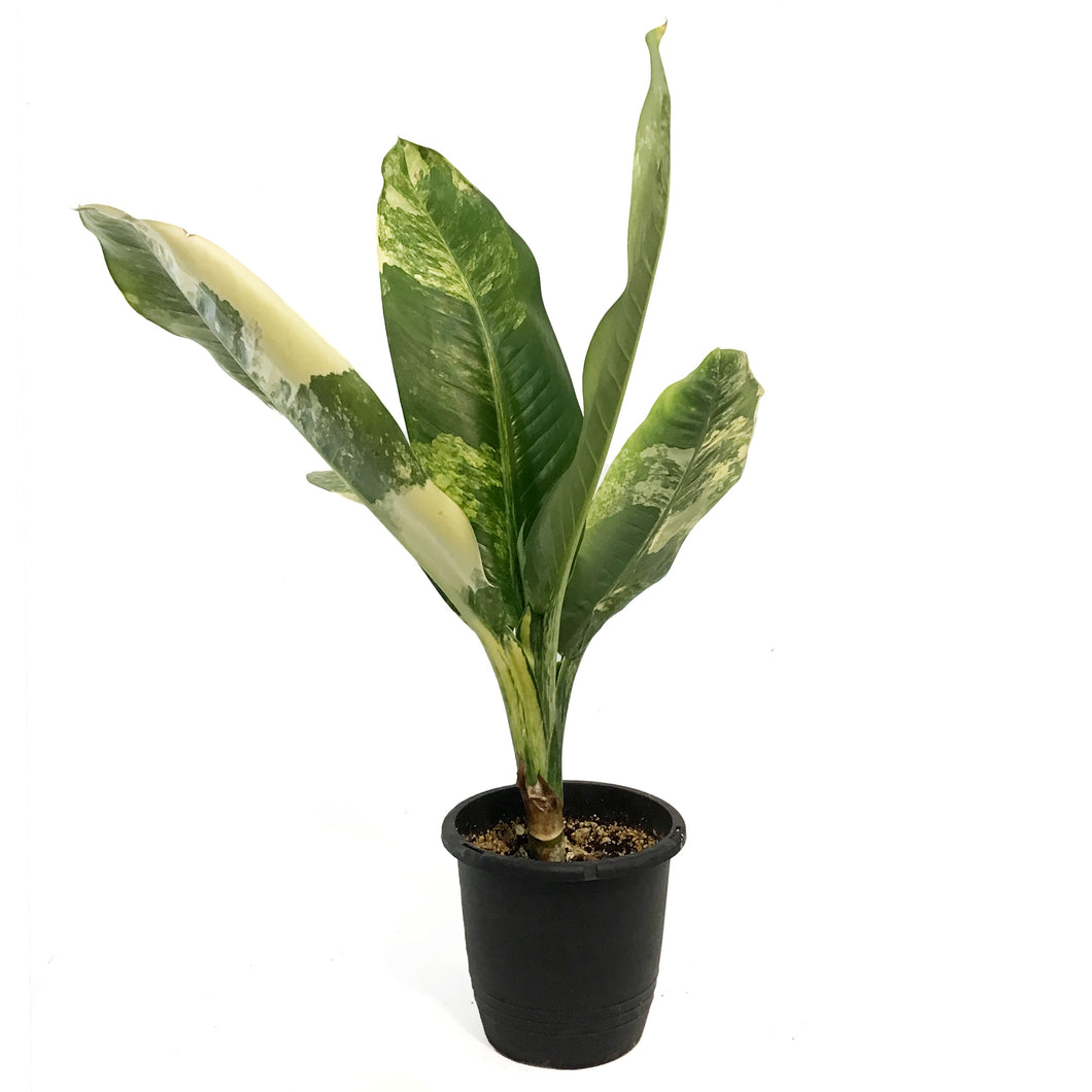 Dieffenbachia, 8in, Big Ben