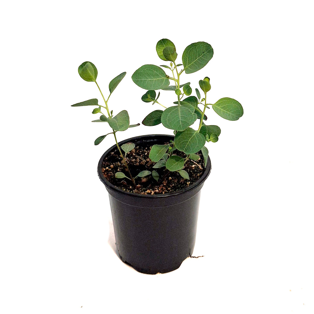 Eucalyptus, 4in, Baby Blue