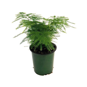 Fern, 3.5in, Plumosa