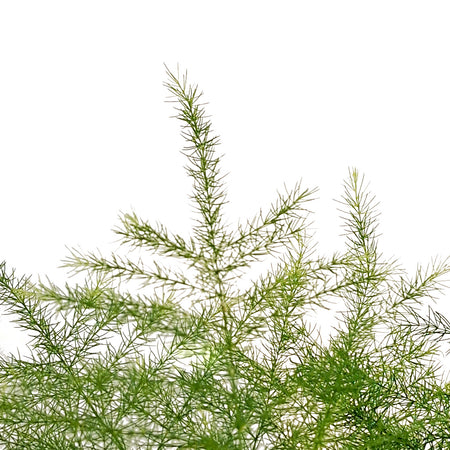 Fern, 3.5in, Plumosa