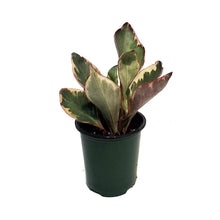 Load image into Gallery viewer, Peperomia, 3.5in, Ginny

