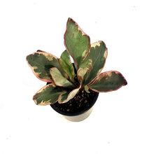 Load image into Gallery viewer, Peperomia, 3.5in, Ginny
