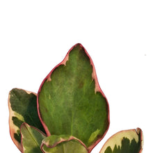 Load image into Gallery viewer, Peperomia, 3.5in, Ginny
