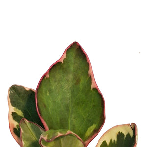 Peperomia, 3.5in, Ginny