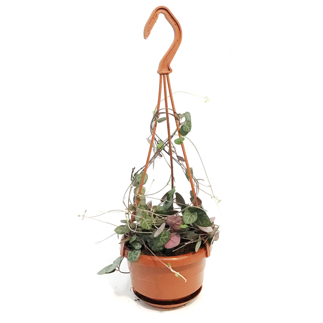 String of Hearts, 4in HB,