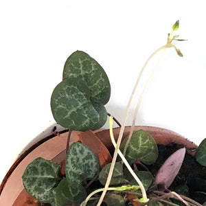String of Hearts, 4in HB,