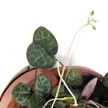 String of Hearts, 4in HB,