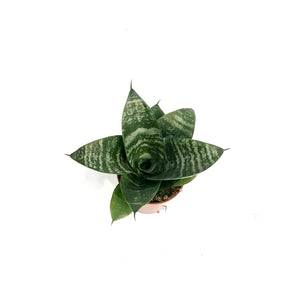 Sansevieria, 2.5in, Hahnii Birdnest